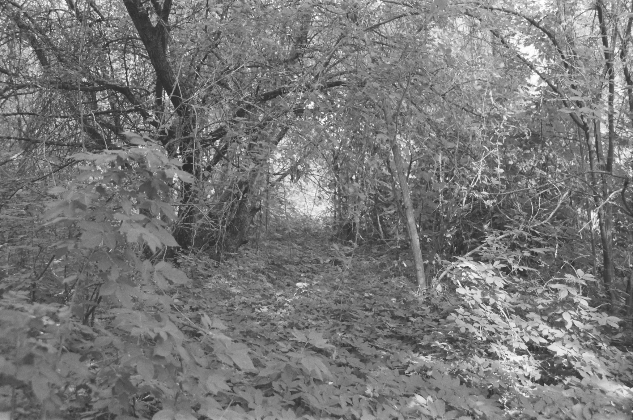 Black and white photo of a path through dense forest vegetation.